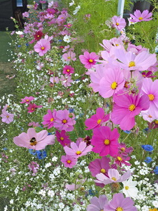 bees birds butterflies bees birds butterflies 01-230x307